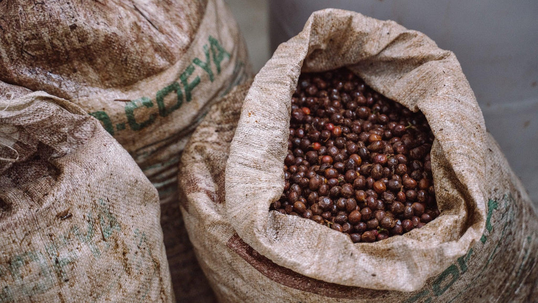 Les process : de la cerise au grain de café