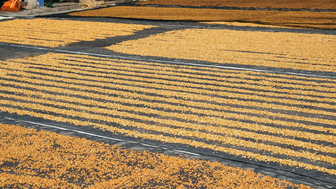 Le café de spécialité, c'est quoi ? 🧐