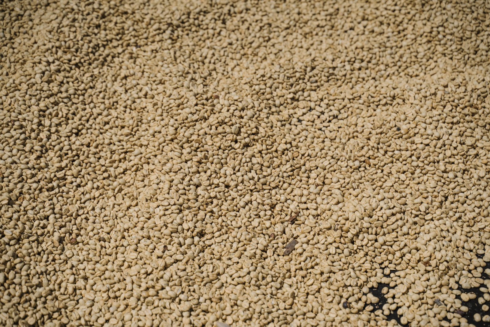 Comment évaluer sa consommation de café par mois avant de choisir un abonnement ?
