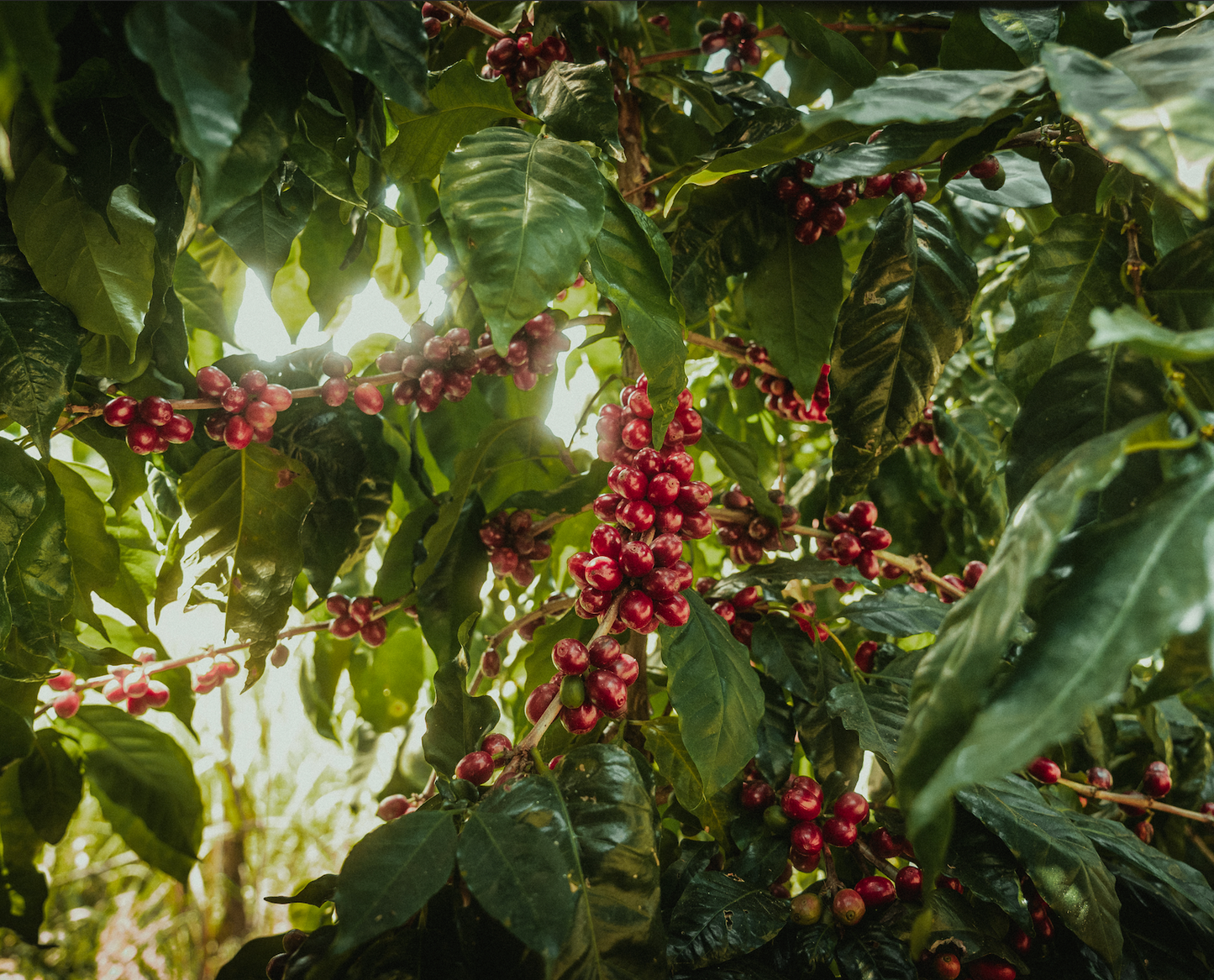 Cafesmo Anaérobique - Honduras 🇭🇳