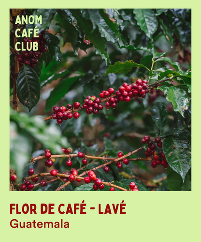 Flor de Café - Guatemala 🇬🇹